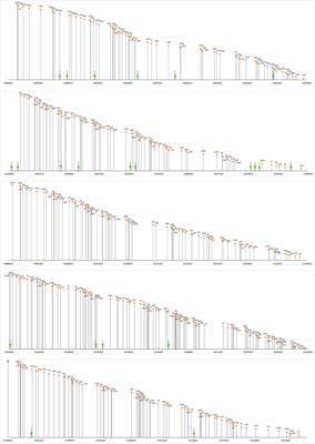 Sequence and Structure Characteristics of 22 Deletion Breakpoints in Intron 44 of the DMD Gene Based on Long-Read Sequencing